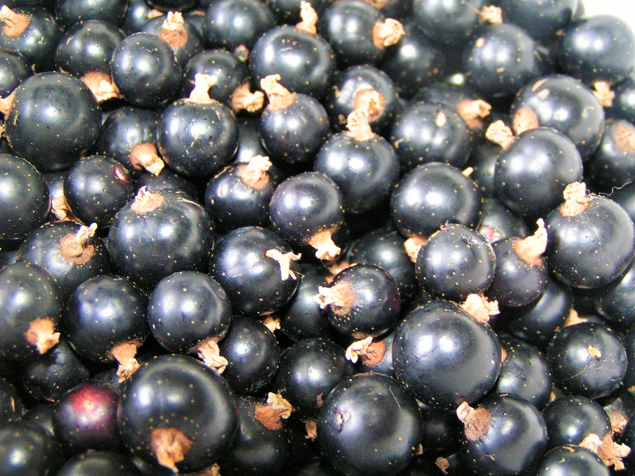 Illustration de Le Cassissium